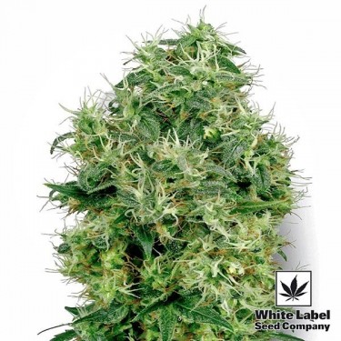 White Gold de White Label feminizada - Grow Barato