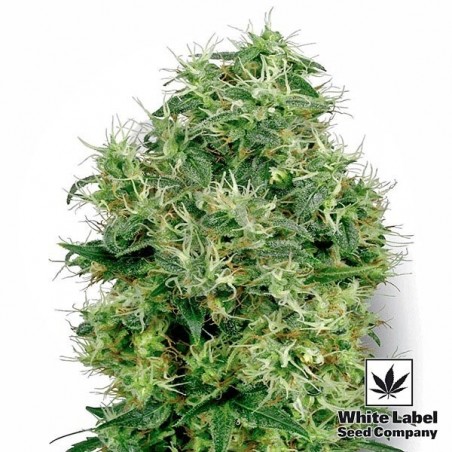 Branco Ouro feminizado White Label - Crescer Barato Branco Ouro feminizado White Label - Crescer Barato