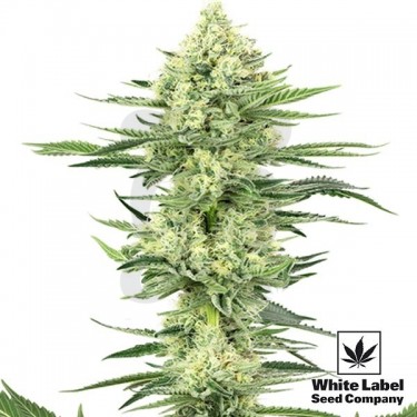 White Gorilla Haze de White Label muy potente - Grow Barato