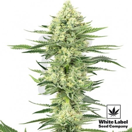 White Gorilla Haze de White Label muy potente - Grow Barato White Gorilla Haze de White Label muy potente - Grow Barato