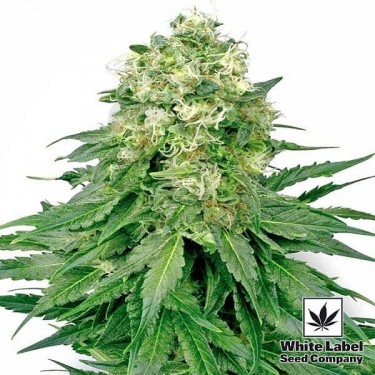 White Widow de White Label feminizada - Grow Barato