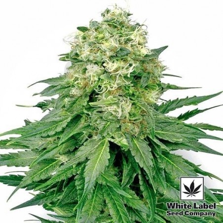 White Widow de White Label feminizada - Grow Barato