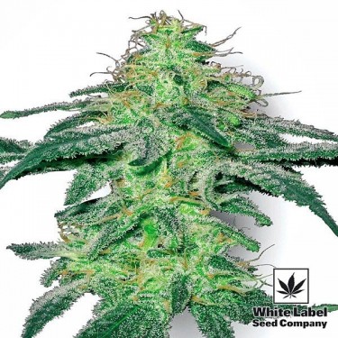 White Skunk de White Label feminizada - Grow Barato
