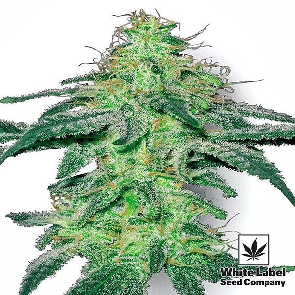 White Skunk de White Label feminizada - Grow Barato