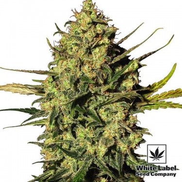 Master Kush Automatic de White Label Seeds - Grow Barato