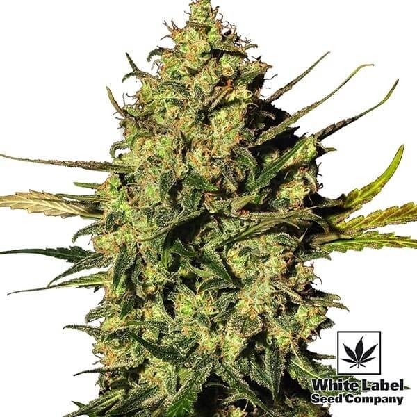 Master Kush Automatic de White Label Seeds - Grow Barato