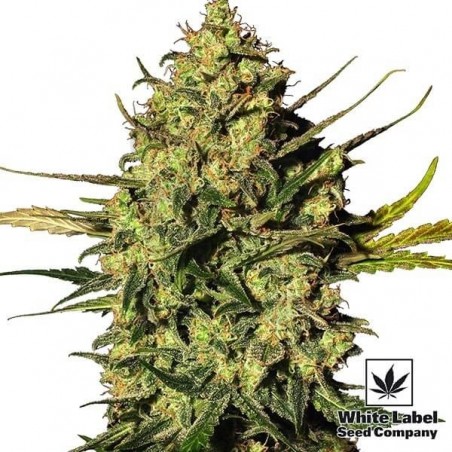 Master Kush Automatic de White Label Seeds - Grow Barato Master Kush Automatic de White Label Seeds - Grow Barato