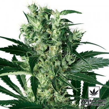 X Haze de White Label 100% feminizada - Grow Barato