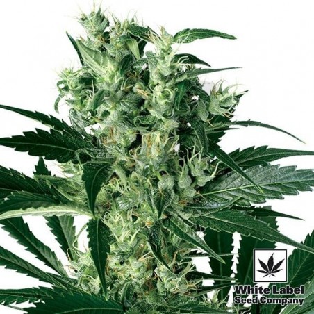 X Haze de White Label 100% feminizada - Grow Barato X Haze de White Label 100% feminizada - Grow Barato