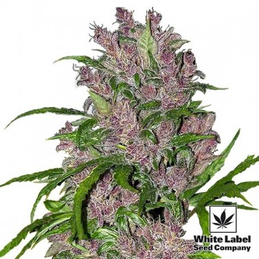 Purple Bud Automatic de White Label Seeds - Grow Barato