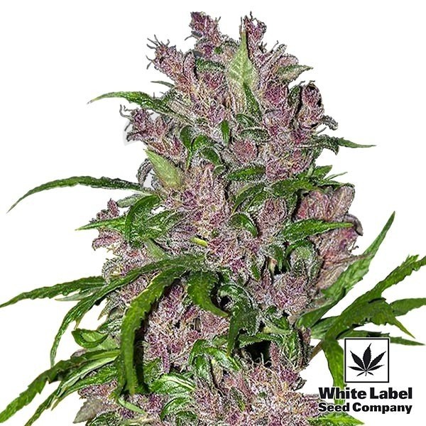 Purple Bud Automatic de White Label Seeds - Grow Barato