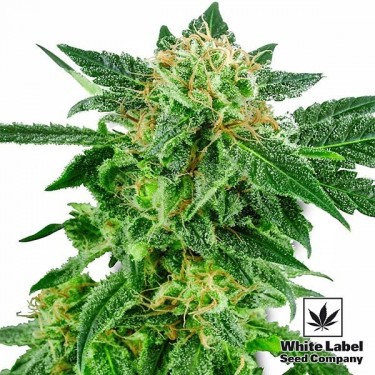 Snow Ryder de White Label Seed Company - Grow Barato