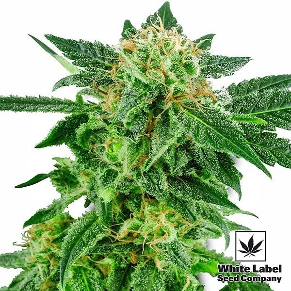 Snow Ryder de White Label Seed Company - Grow Barato