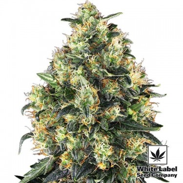 Super Skunk Auto de White Label Seed Company - Grow Barato