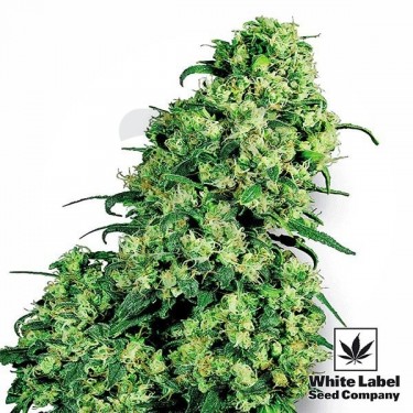 Skunk 1 de White Label semilla feminizada - Grow Barato