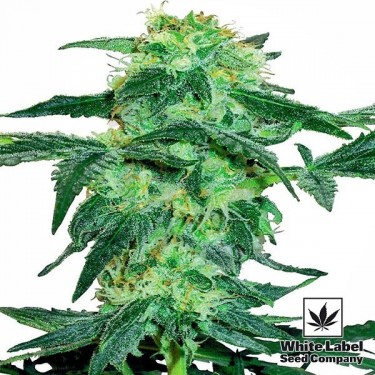 White Ice de White Label feminizada - Grow Barato