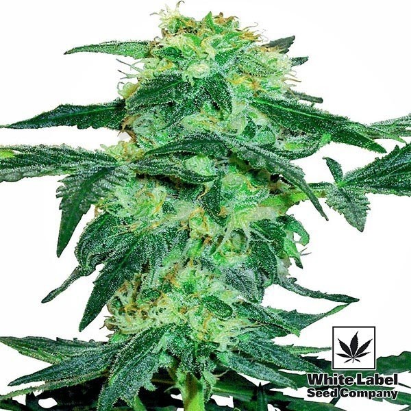 White Ice de White Label feminizada - Grow Barato