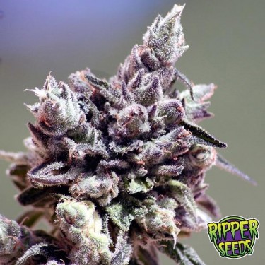 Washing Machine de Ripper Seeds feminizada - Grow Barato