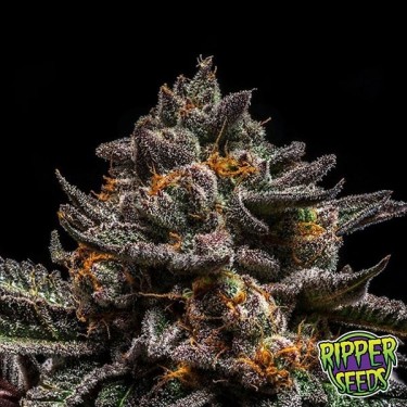 Semillas Brain Cake de Ripper Seeds - Grow Barato