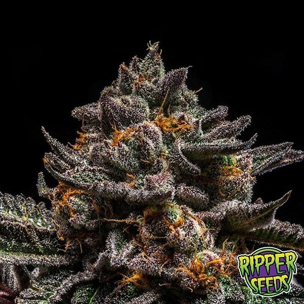 Semillas Brain Cake de Ripper Seeds - Grow Barato