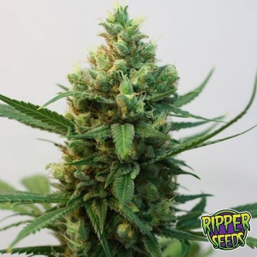 Toxic de Ripper Seeds semilla feminizada - Grow Barato