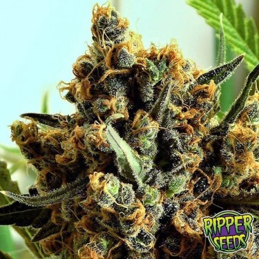 Criminal de Ripper Seeds feminizada - Grow Barato