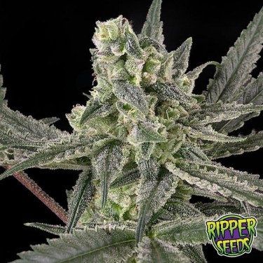 Old School de Ripper Seeds feminizada - Grow Barato