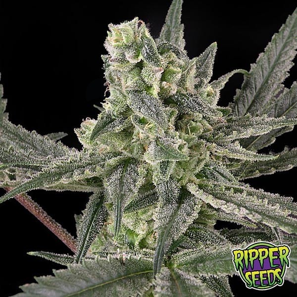 Old School de Ripper Seeds feminizada - Grow Barato