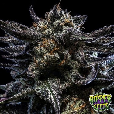 Zombie Kush de Ripper Seeds feminizada - GB