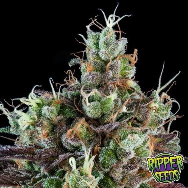 Sour Ripper de Ripper Seeds feminizada - Grow Barato