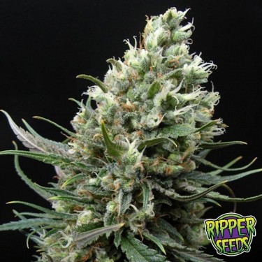 Plante de marijuana Ripper Haze