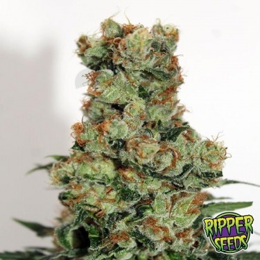 Ripper Badazz de Ripper Seeds feminizada - Grow Barato