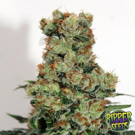 Ripper Badazz de Ripper Seeds feminizada - Grow Barato Ripper Badazz de Ripper Seeds feminizada - Grow Barato