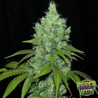 Black Valley feminizada Ripper Seeds - Grow Barato