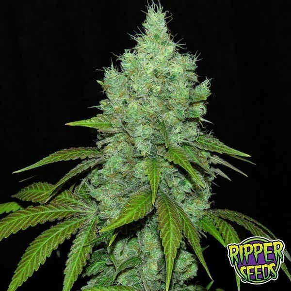 Black Valley feminizada Ripper Seeds - Grow Barato