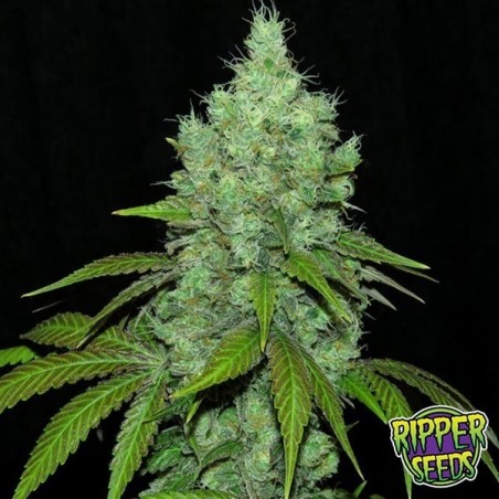 Black Valley feminizada Ripper Seeds - Grow Barato Black Valley feminizada Ripper Seeds - Grow Barato