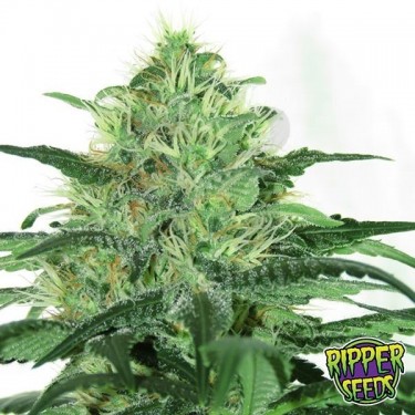 Sideral Ripper Seeds