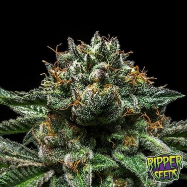 Chempie ripper seeds