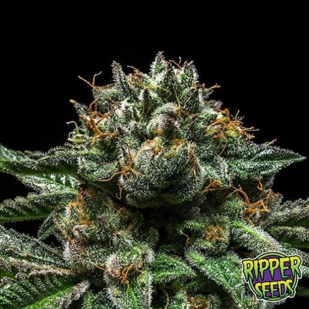 Chempie ripper seeds Chempie ripper seeds