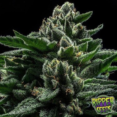 Do-G Ripper Seeds