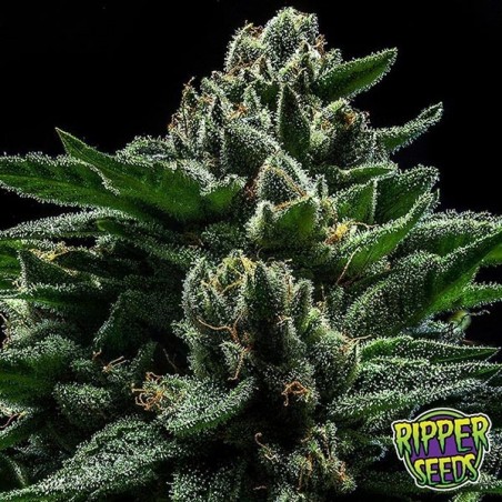 Do-G di Ripper Seeds Semi femminilizzati. Do-G di Ripper Seeds Semi femminilizzati.