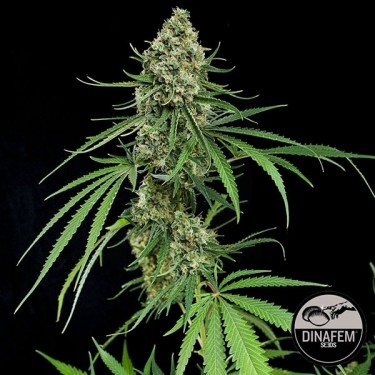 Critical + de Dinafem semillas feminizadas - Grow Barato