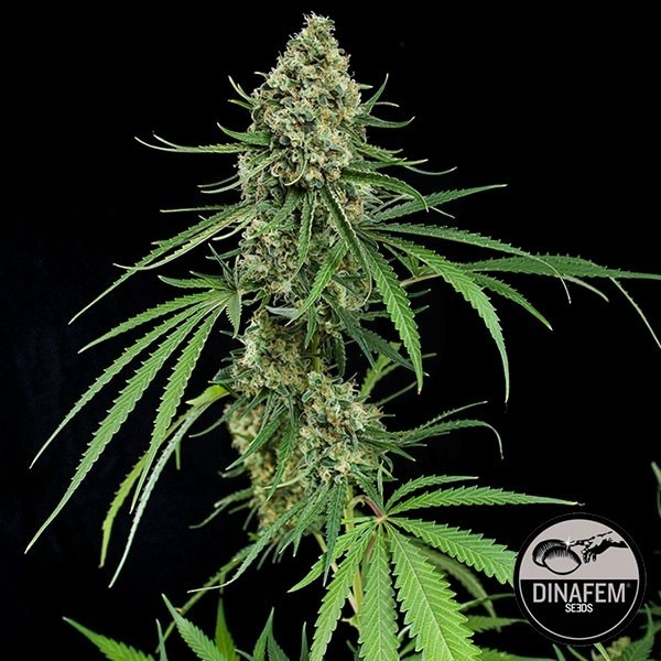 Critical + de Dinafem semillas feminizadas - Grow Barato