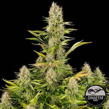 Amnesia Kush de Dinafem feminizadas - Grow Barato