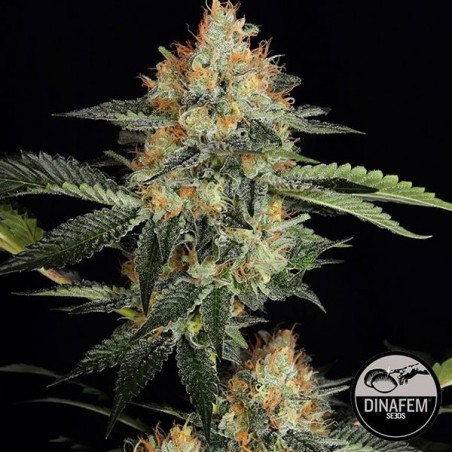 Dinachem de Dinafem semillas feminizadas - Grow Barato Dinachem de Dinafem semillas feminizadas - Grow Barato