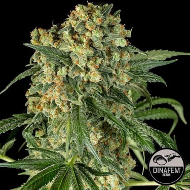 Big Kush semillas feminizadas de Dinafem - Grow Barato