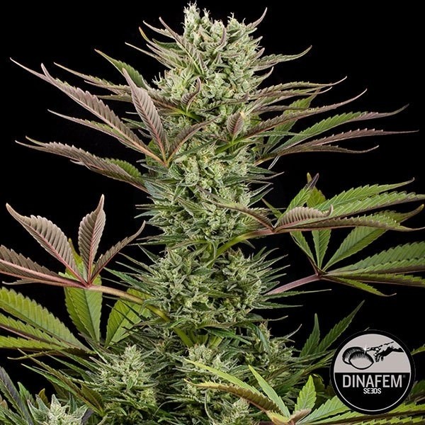 Deep Cheese de Dinafem semillas feminizadas - Grow Barato