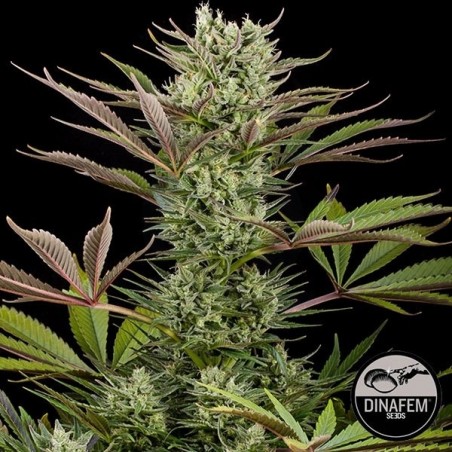 Deep Cheese cannabis plant Deep Cheese cannabis plant