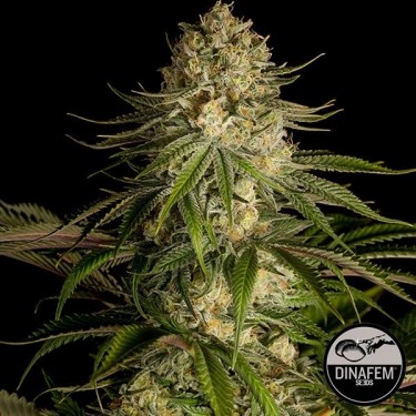 Critical Kush de Dinafem semillas feminizadas - Grow Barato