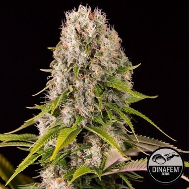 Diesel de Dinafem semillas feminizadas - Grow Barato